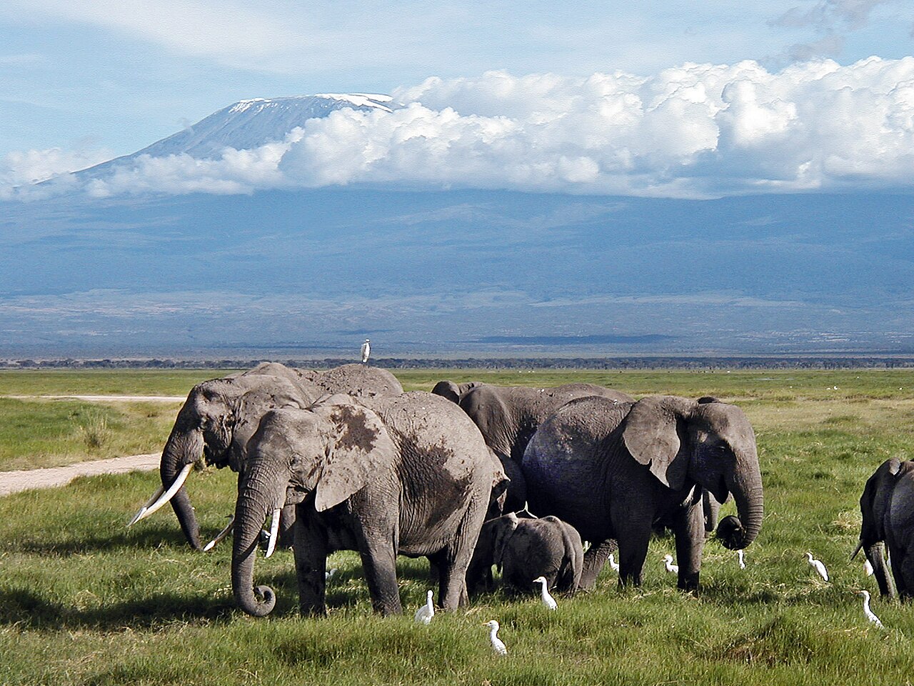 Amboseli elephant herd with Mount Kilimanjaro in the background